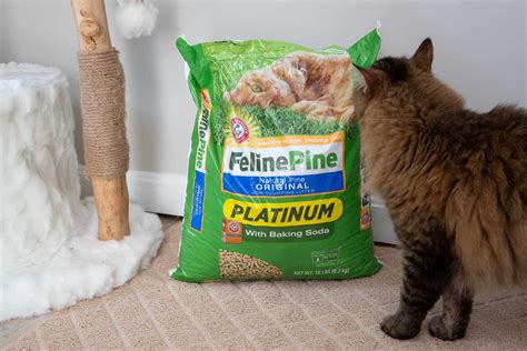 best cat lotter|safest cat litter for cats.